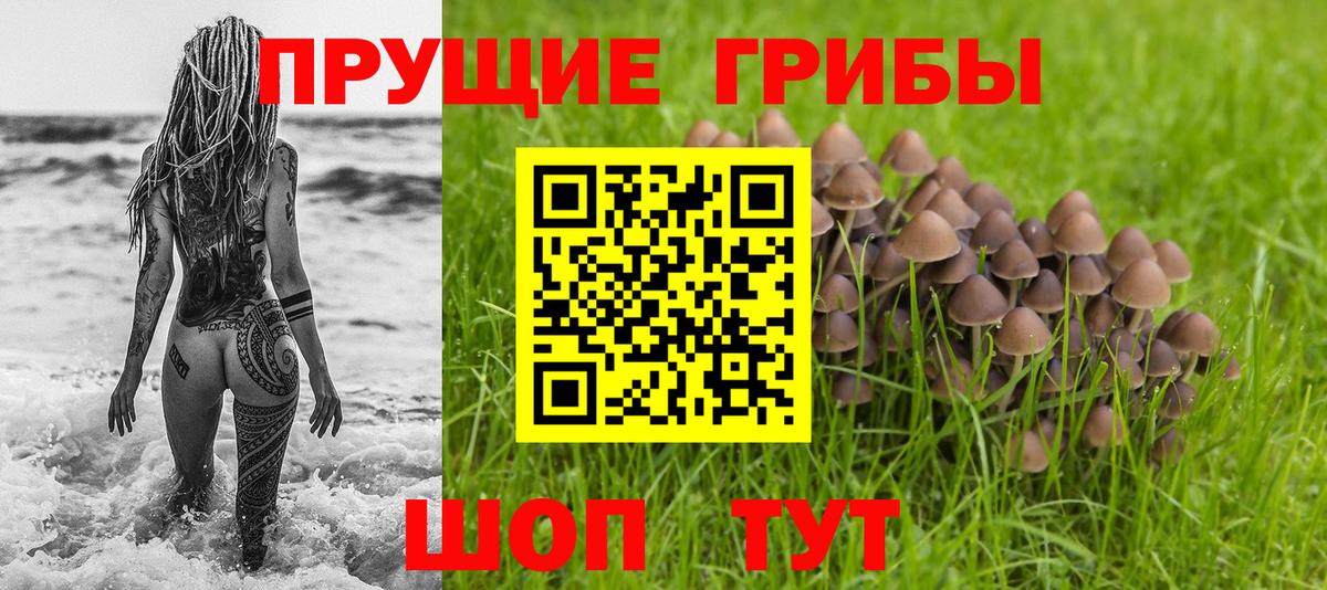 Псилоцибиновые грибы мицелий Дедовск